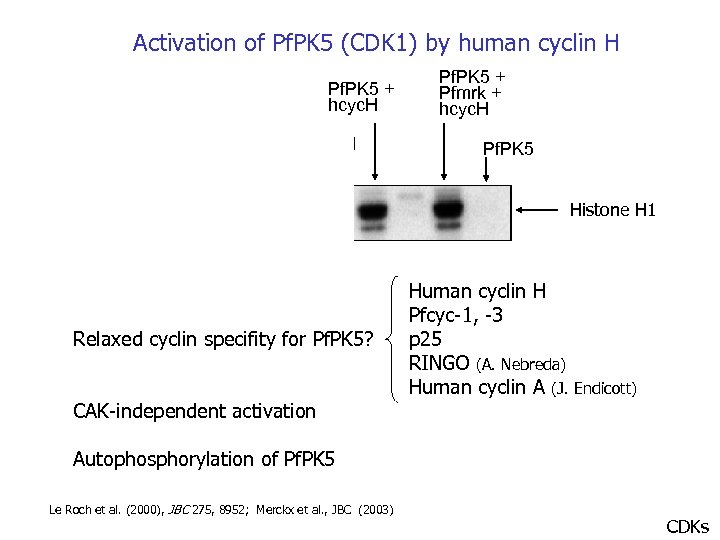 Activation of Pf. PK 5 (CDK 1) by human cyclin H Pfmrk + Pf.