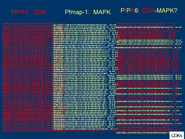 Pf. PK 5: CDK Pfmap-1: MAPK Pf. PK 6: CDK-MAPK? sw|P 43063|CC 28_CANAL CELL