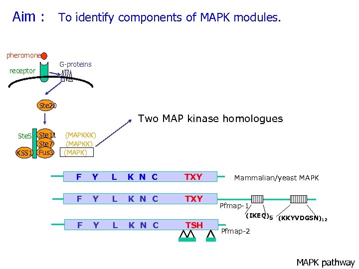 Aim : To identify components of MAPK modules. pheromone G-proteins receptor Ste 20 Two