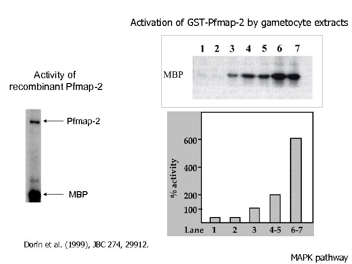 Activation of GST-Pfmap-2 by gametocyte extracts Activity of recombinant Pfmap-2 MBP Dorin et al.