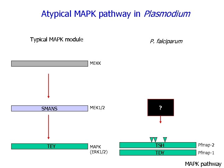 Atypical MAPK pathway in Plasmodium Typical MAPK module P. falciparum MEKK SMANS TEY MEK
