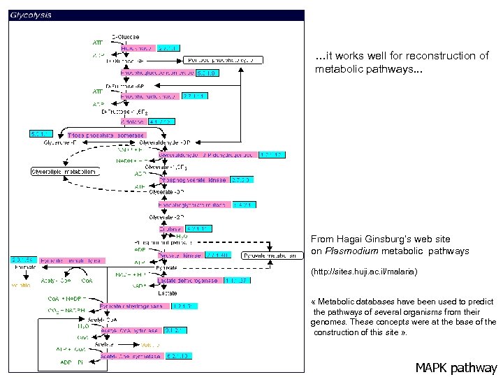 …it works well for reconstruction of metabolic pathways. . . From Hagai Ginsburg’s web