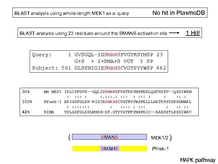 BLAST analysis using whole-length MEK 1 as a query No hit in Plasmo. DB