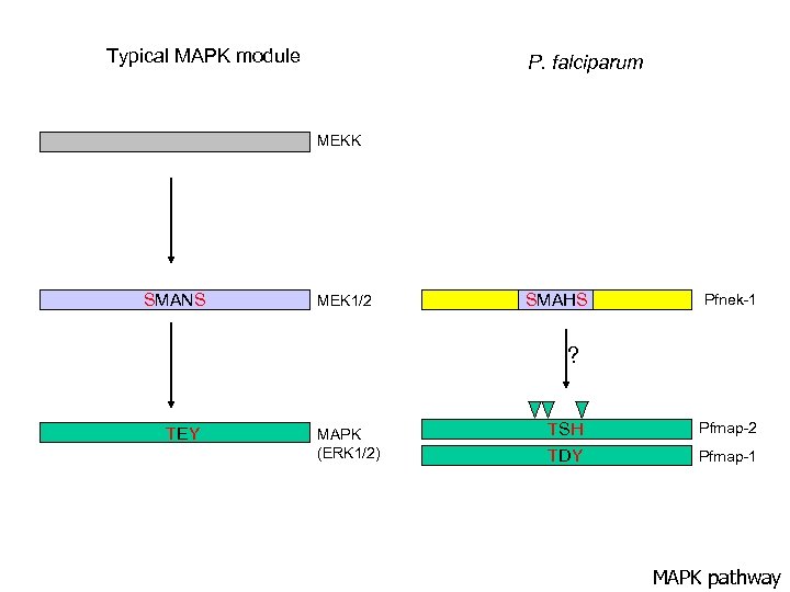 Typical MAPK module P. falciparum MEKK SMANS MEK 1/2 SMAHS Pfnek-1 ? TEY MAPK