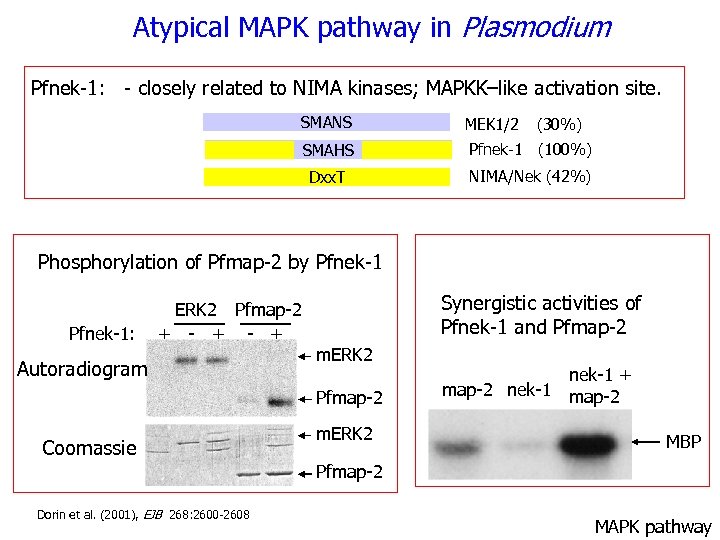 Atypical MAPK pathway in Plasmodium Pfnek-1: - closely related to NIMA kinases; MAPKK–like activation