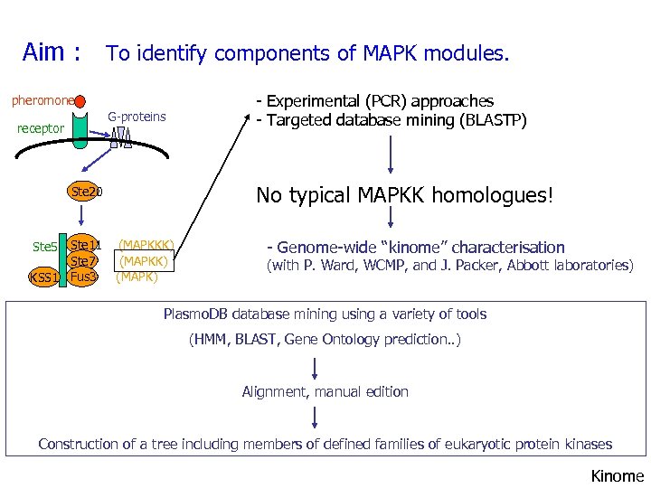 Aim : To identify components of MAPK modules. pheromone G-proteins receptor No typical MAPKK