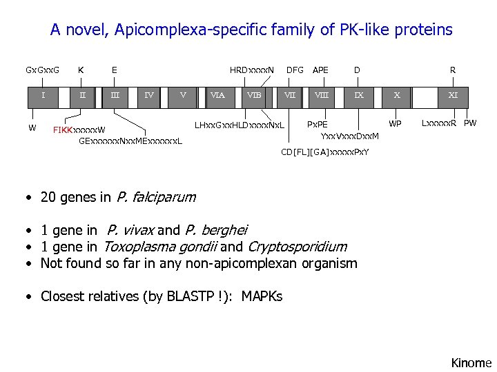A novel, Apicomplexa-specific family of PK-like proteins Gx. Gxx. G K E I II