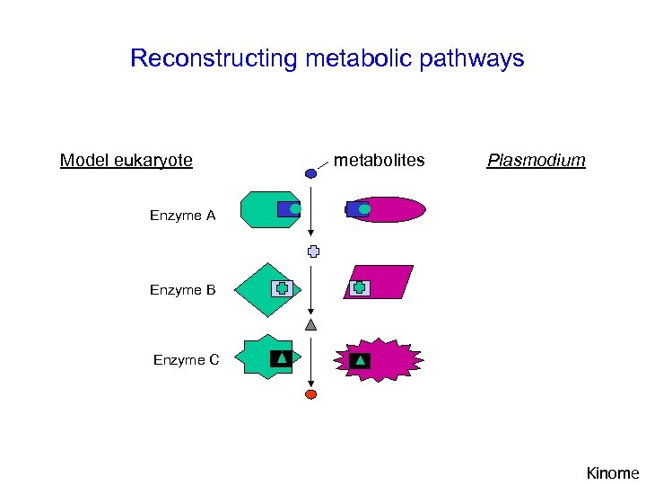 Reconstructing metabolic pathways Model eukaryote metabolites Plasmodium Enzyme A Enzyme B Enzyme C Kinome