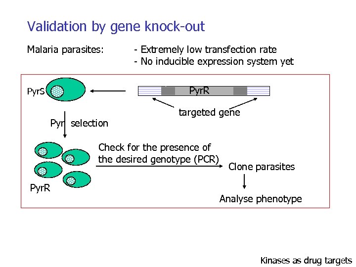 Validation by gene knock-out Malaria parasites: - Extremely low transfection rate - No inducible