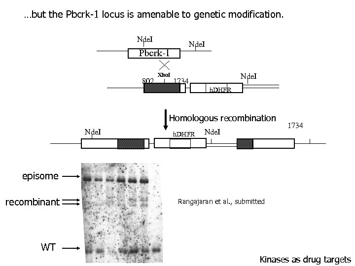 …but the Pbcrk-1 locus is amenable to genetic modification. Nde. I Pbcrk-1 802 Xho.