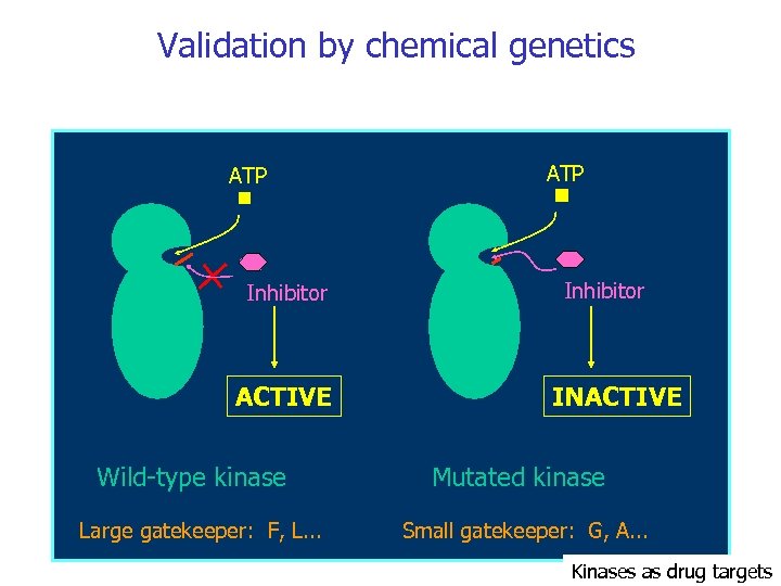 Validation by chemical genetics ATP Inhibitor ACTIVE Wild-type kinase Large gatekeeper: F, L. .