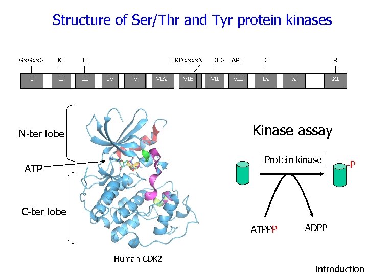 Structure of Ser/Thr and Tyr protein kinases Gx. Gxx. G K E I II