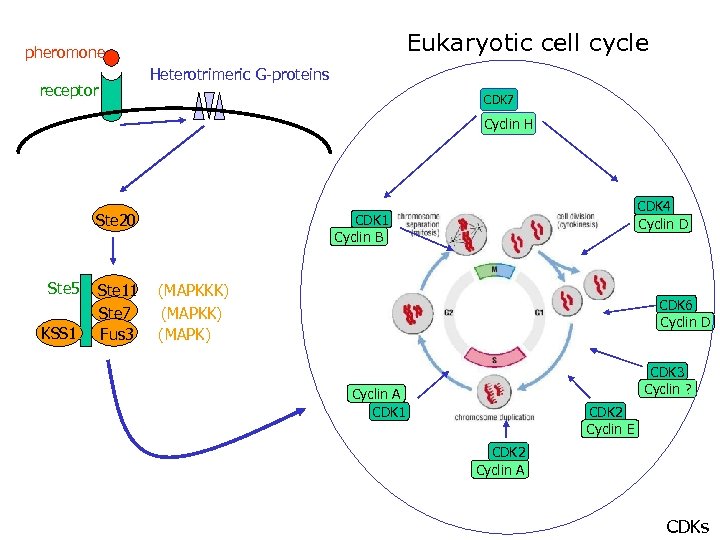 Eukaryotic cell cycle pheromone receptor Heterotrimeric G-proteins CDK 7 Cyclin H Ste 20 Ste