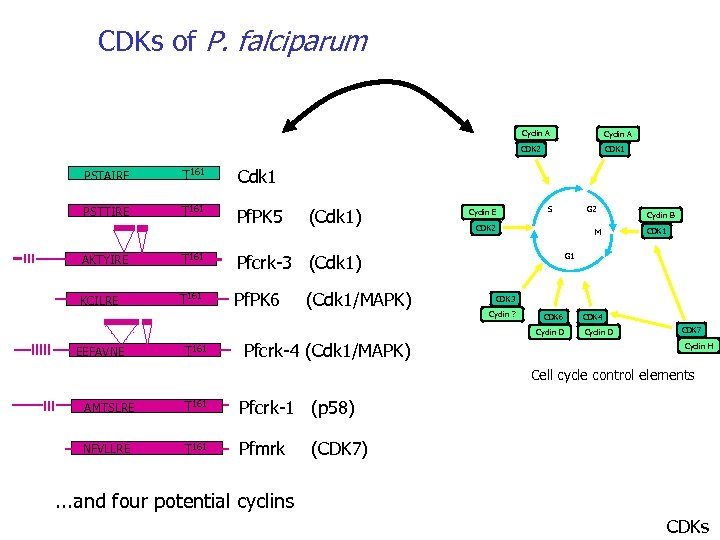 CDKs of P. falciparum Cyclin A CDK 2 PSTAIRE T 161 Pf. PK 5