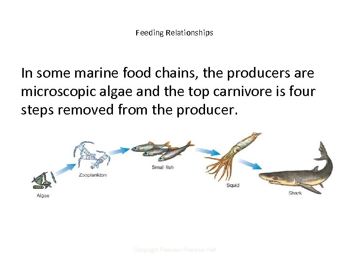 Carnivore food chain