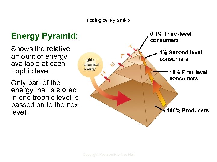 Ecological Pyramids 0. 1% Third-level consumers Energy Pyramid: Shows the relative amount of energy