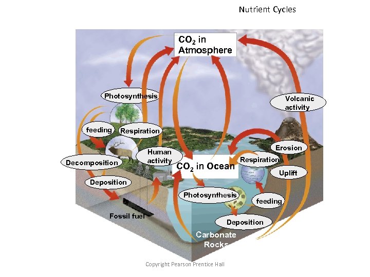 Nutrient Cycles CO 2 in Atmosphere Photosynthesis feeding Volcanic activity Respiration Decomposition Human activity