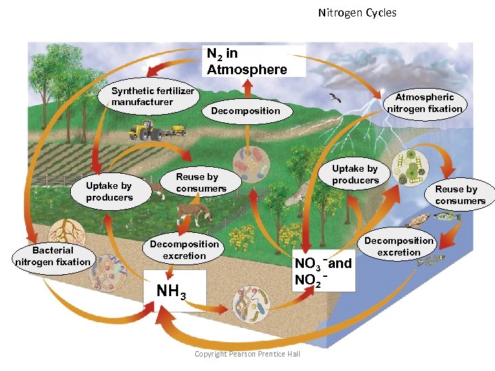 Nitrogen Cycles N 2 in Atmosphere Synthetic fertilizer manufacturer Uptake by producers Bacterial nitrogen