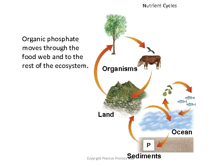 Nutrient Cycles Organic phosphate moves through the food web and to the rest of