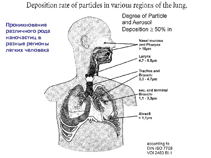 Проникновение различного рода наночастиц в разные регионы легких человека 