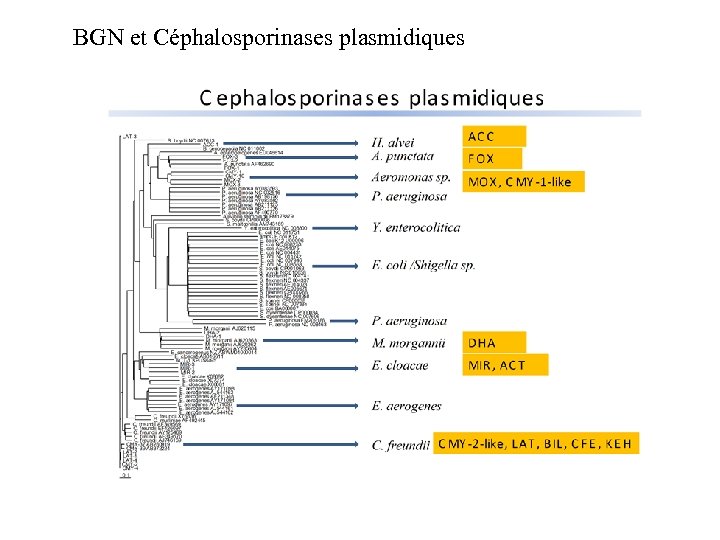 BGN et Céphalosporinases plasmidiques 