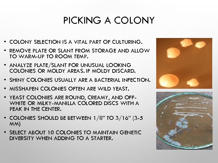 PICKING A COLONY • COLONY SELECTION IS A VITAL PART OF CULTURING. • REMOVE