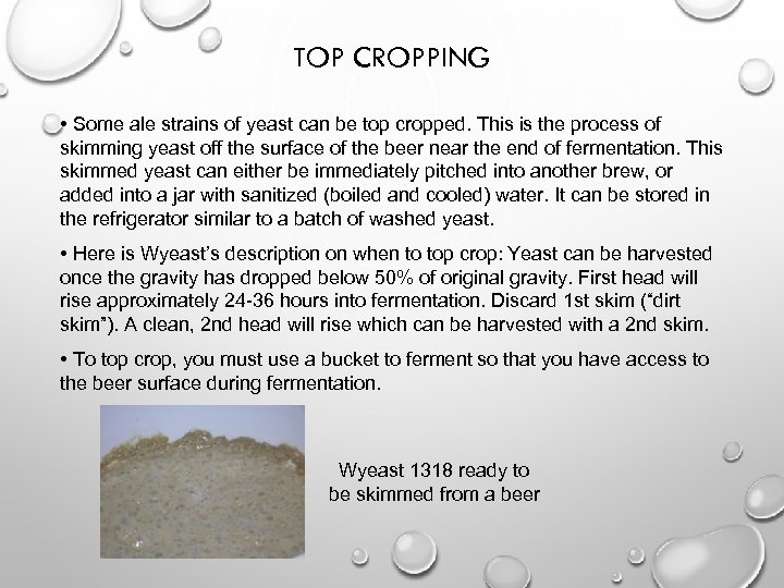 TOP CROPPING • Some ale strains of yeast can be top cropped. This is