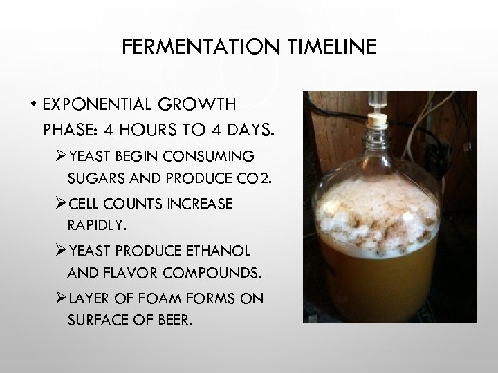 FERMENTATION TIMELINE • EXPONENTIAL GROWTH PHASE: 4 HOURS TO 4 DAYS. ØYEAST BEGIN CONSUMING