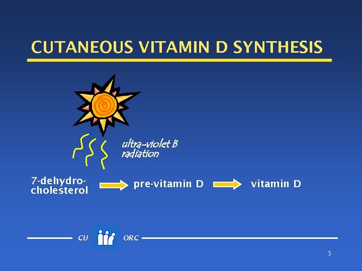 CUTANEOUS VITAMIN D SYNTHESIS ultra-violet B radiation 7 -dehydrocholesterol CU pre-vitamin D ORC 3