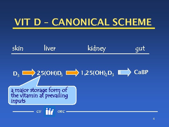 VIT D – CANONICAL SCHEME skin D 3 liver kidney gut 25(OH)D 3 1,