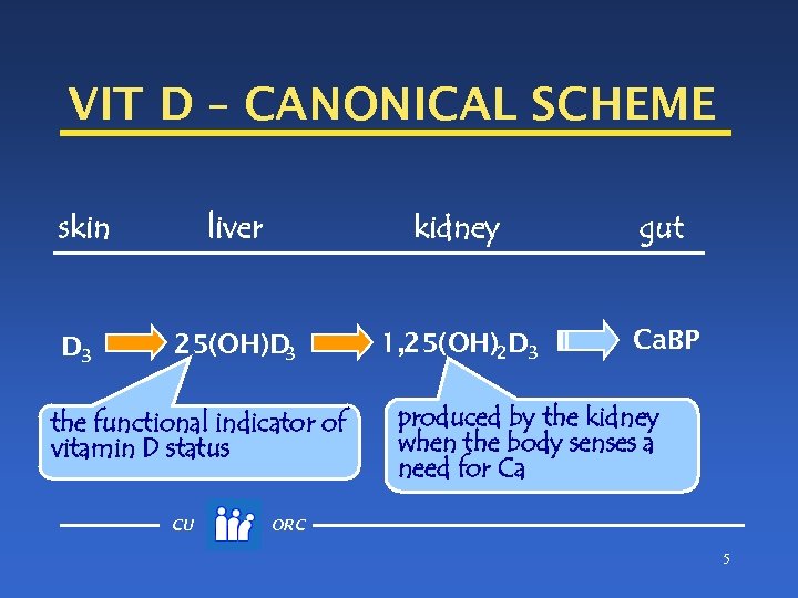 VIT D – CANONICAL SCHEME skin D 3 liver kidney gut 25(OH)D 3 1,