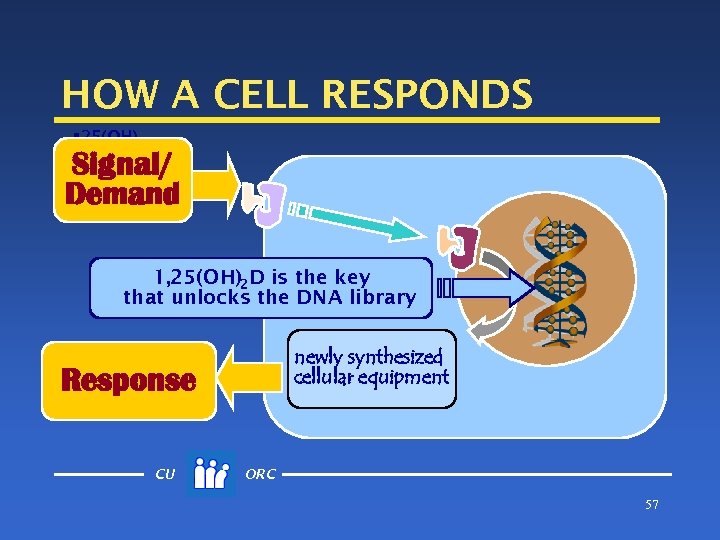 HOW A CELL RESPONDS § 25(OH) D Signal/ Demand 1, 25(OH)2 D is the