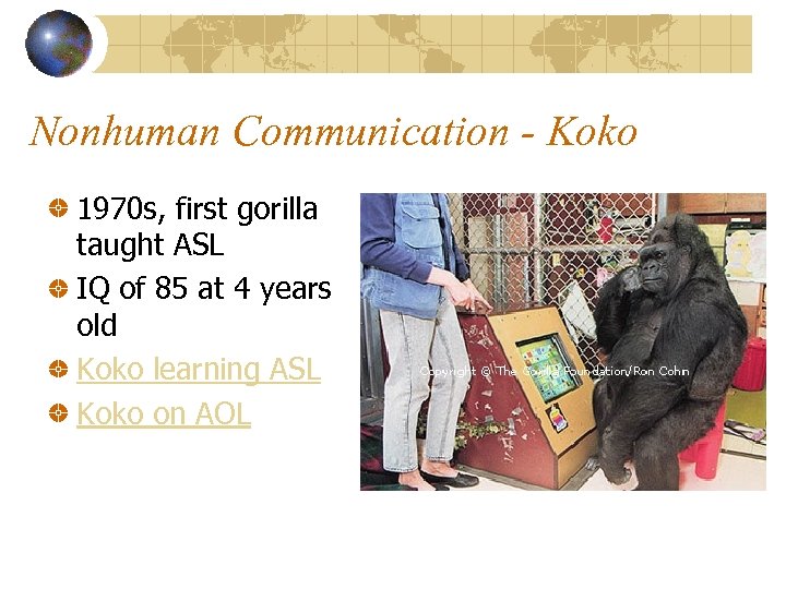 Nonhuman Communication - Koko 1970 s, first gorilla taught ASL IQ of 85 at