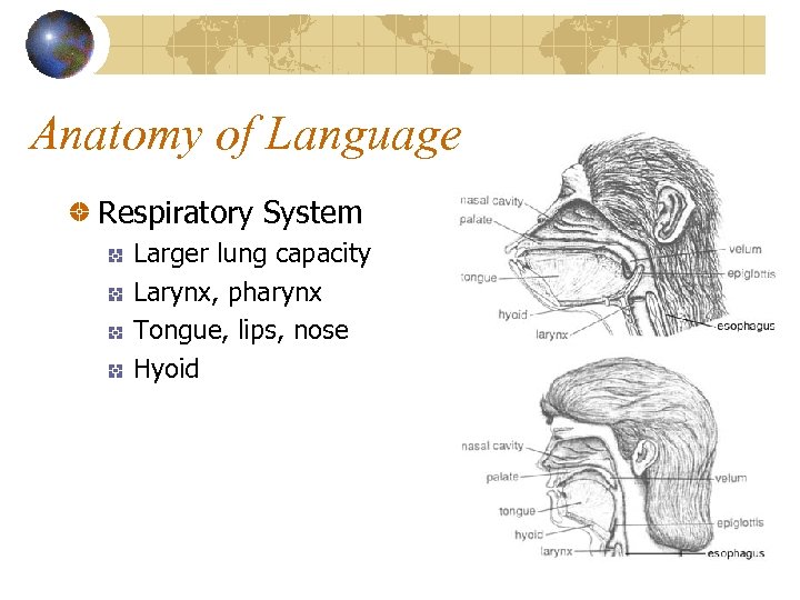 Anatomy of Language Respiratory System Larger lung capacity Larynx, pharynx Tongue, lips, nose Hyoid