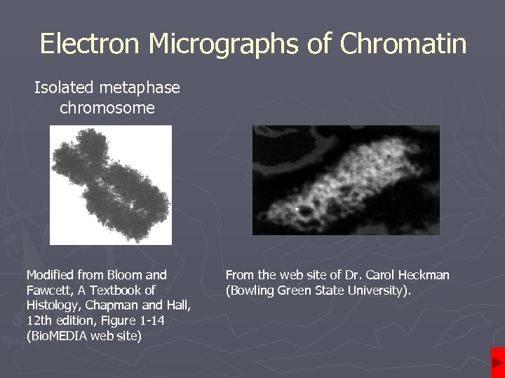 Electron Micrographs of Chromatin Isolated metaphase chromosome Modified from Bloom and Fawcett, A Textbook