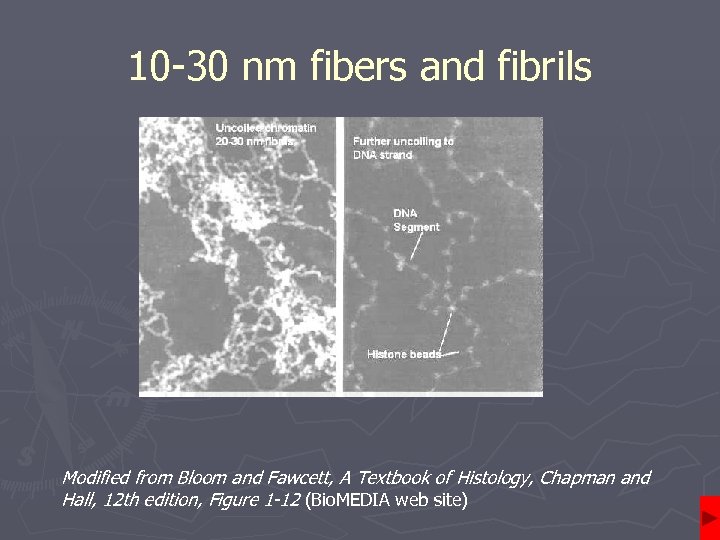 10 -30 nm fibers and fibrils Modified from Bloom and Fawcett, A Textbook of