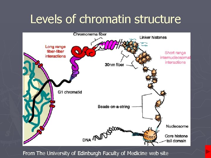 Levels of chromatin structure From The University of Edinburgh Faculty of Medicine web site