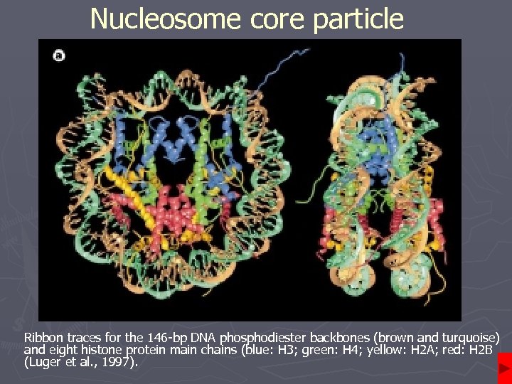 Nucleosome core particle Ribbon traces for the 146 -bp DNA phosphodiester backbones (brown and