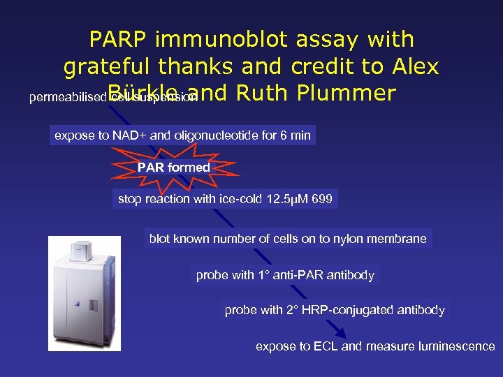 PARP immunoblot assay with grateful thanks and credit to Alex permeabilised. Bürkle and Ruth