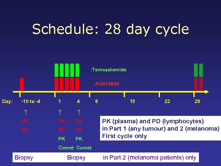 Schedule: 28 day cycle : Temozolomide : AG 014699 Day: -10 to -4 ↑