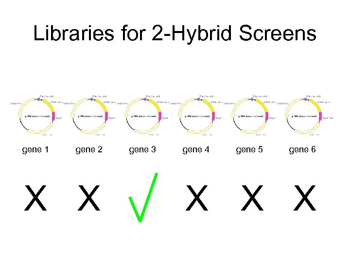 Libraries for 2 -Hybrid Screens gene 1 gene 2 X X gene 3 gene