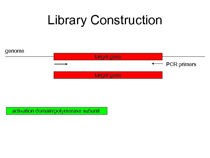 Library Construction genome target gene PCR primers target gene activation domain/polymerase subunit 