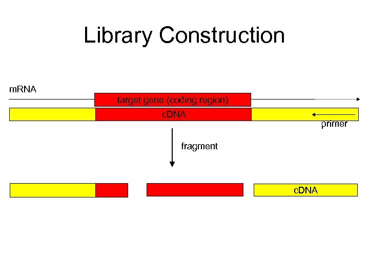 Library Construction m. RNA target gene (coding region) c. DNA primer fragment c. DNA