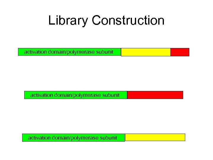 Library Construction activation domain/polymerase subunit 