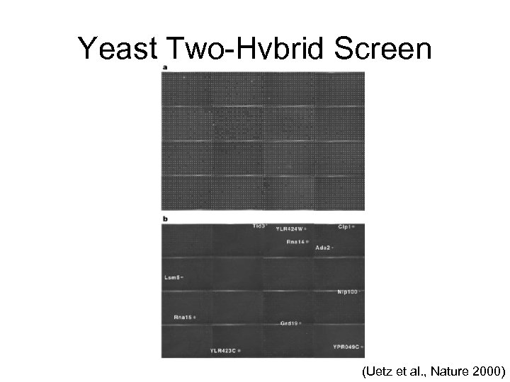 Yeast Two-Hybrid Screen (Uetz et al. , Nature 2000) 