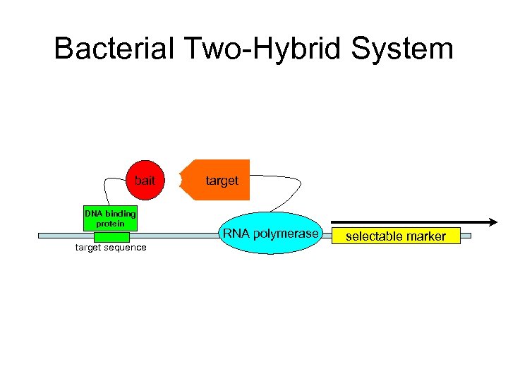 Bacterial Two-Hybrid System bait DNA binding protein target sequence target RNA polymerase selectable marker