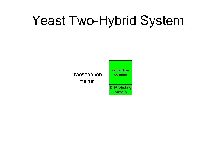 Yeast Two-Hybrid System transcription factor activation domain DNA binding protein 