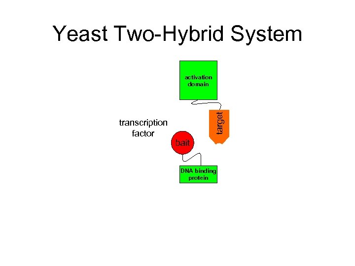 Yeast Two-Hybrid System transcription factor target activation domain bait DNA binding protein 