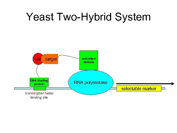 Yeast Two-Hybrid System bait target DNA binding protein activation domain RNA polymerase selectable marker