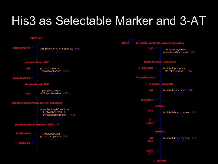 His 3 as Selectable Marker and 3 -AT 